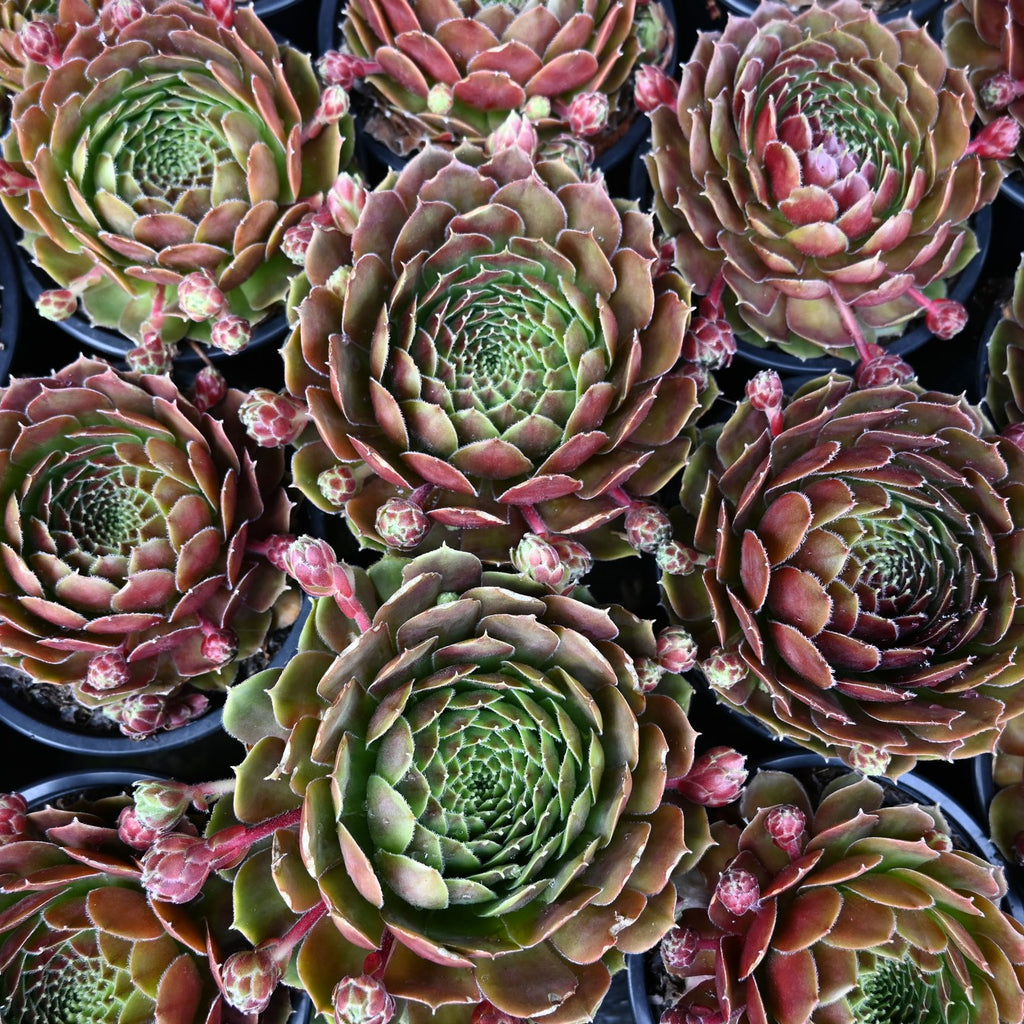 Sempervivum species Image