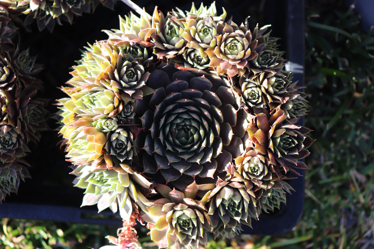 Sempervivum species 4