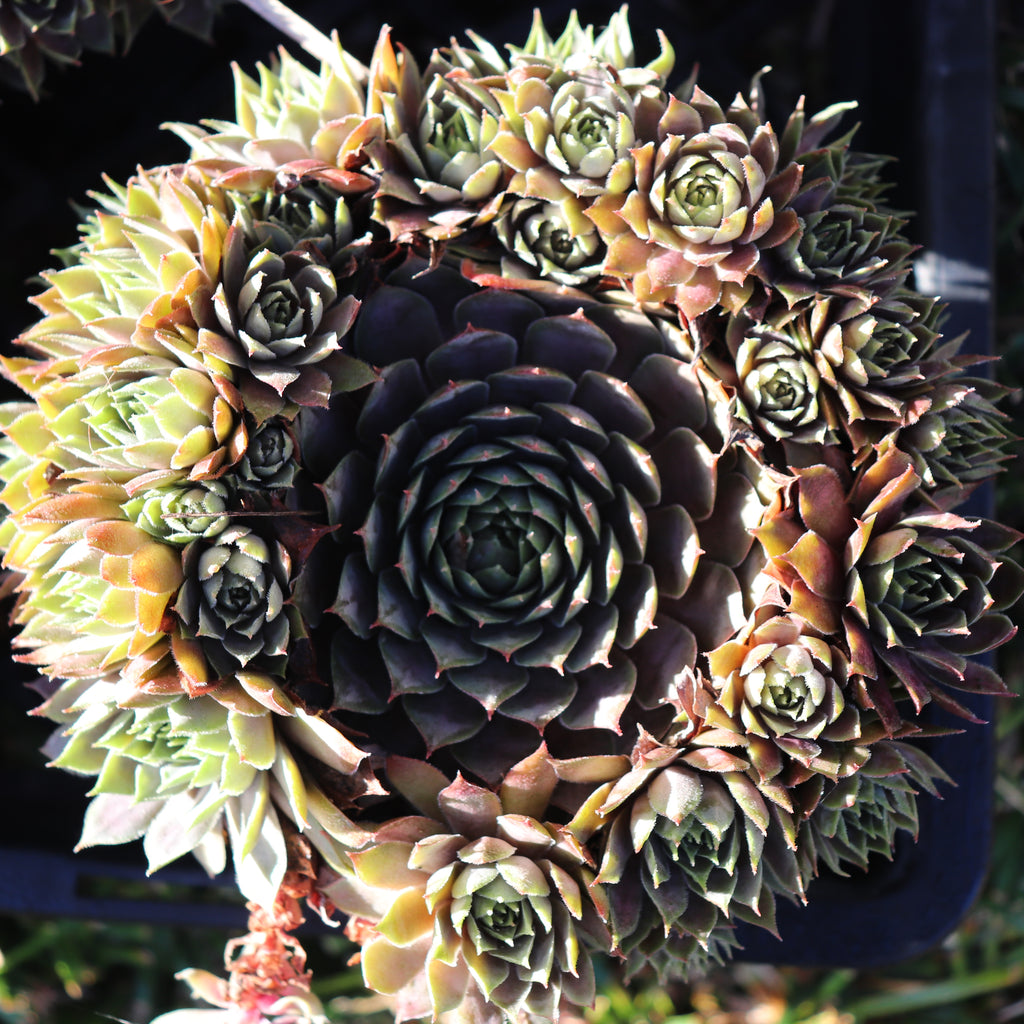 Sempervivum species Image