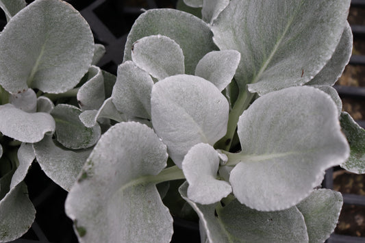 Senecio Angel Wings