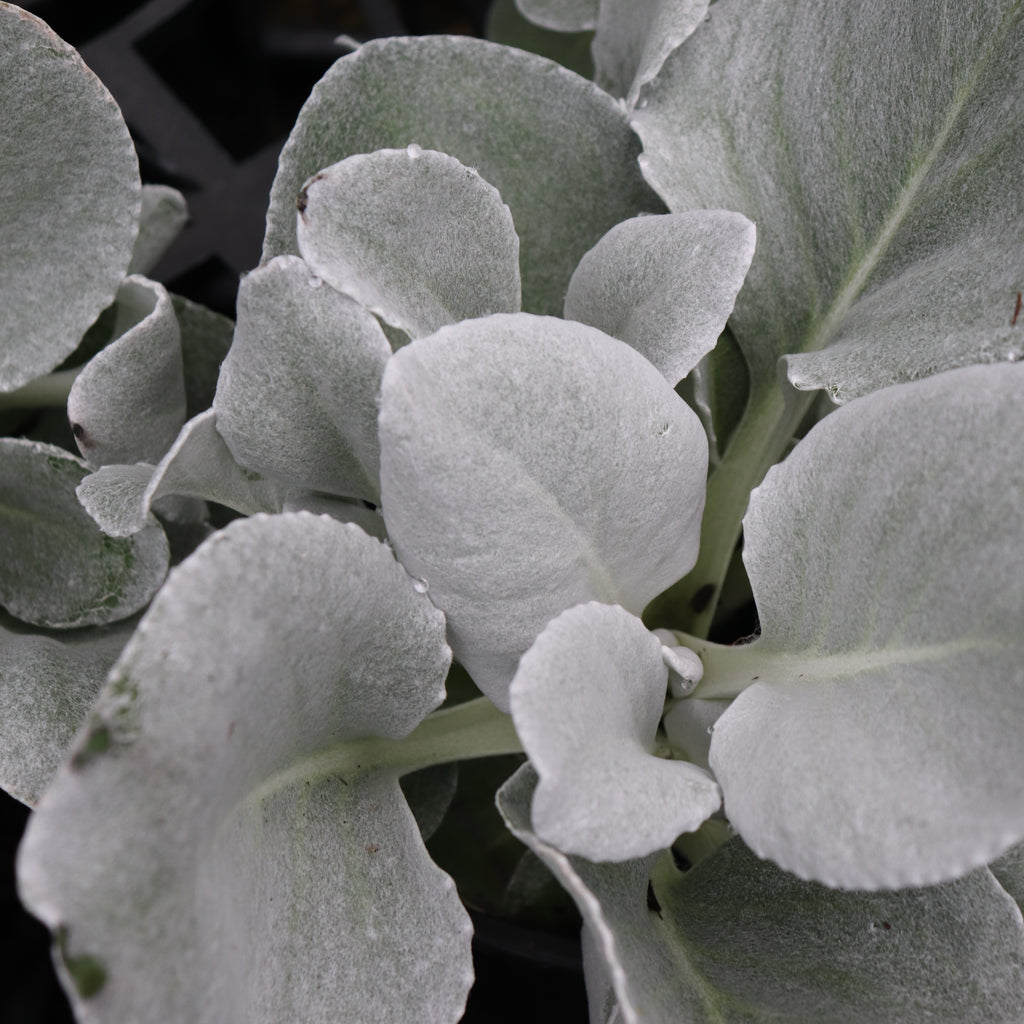 Senecio Angel Wings Image