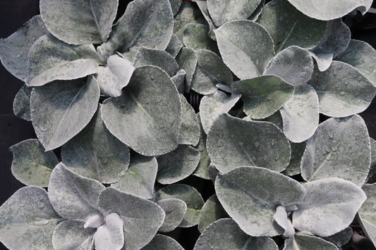 Senecio Angel Wings 2