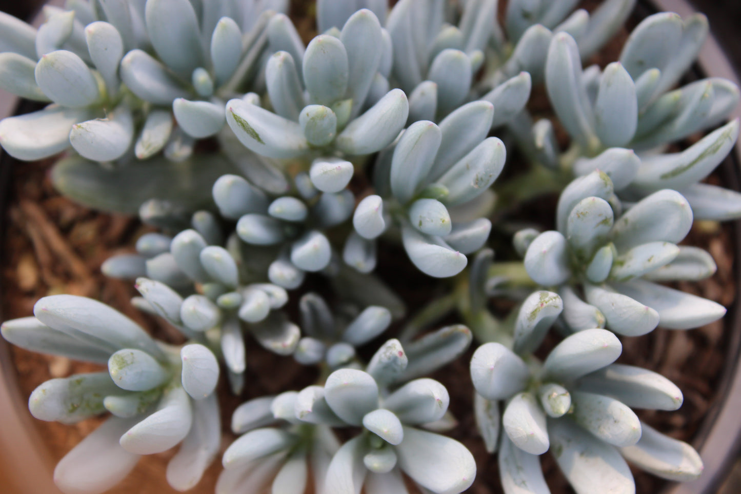Senecio aizoides