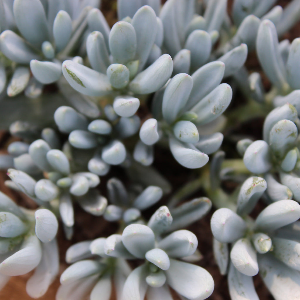 Senecio aizoides Image