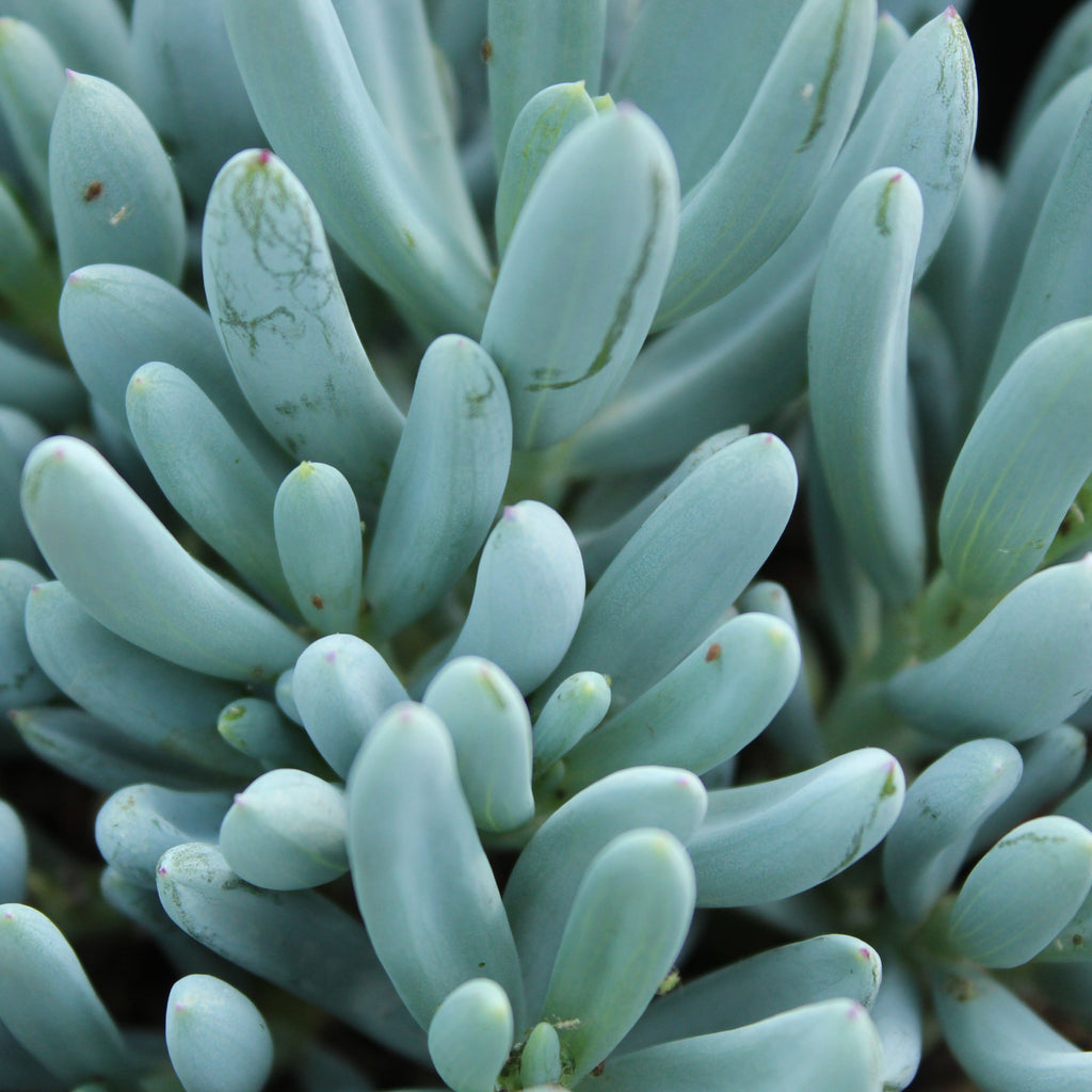 Senecio aizoides Image