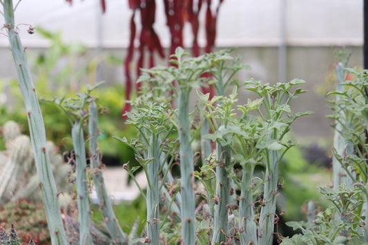 Senecio articulatus 2