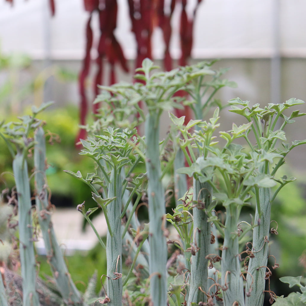 Senecio articulatus Image