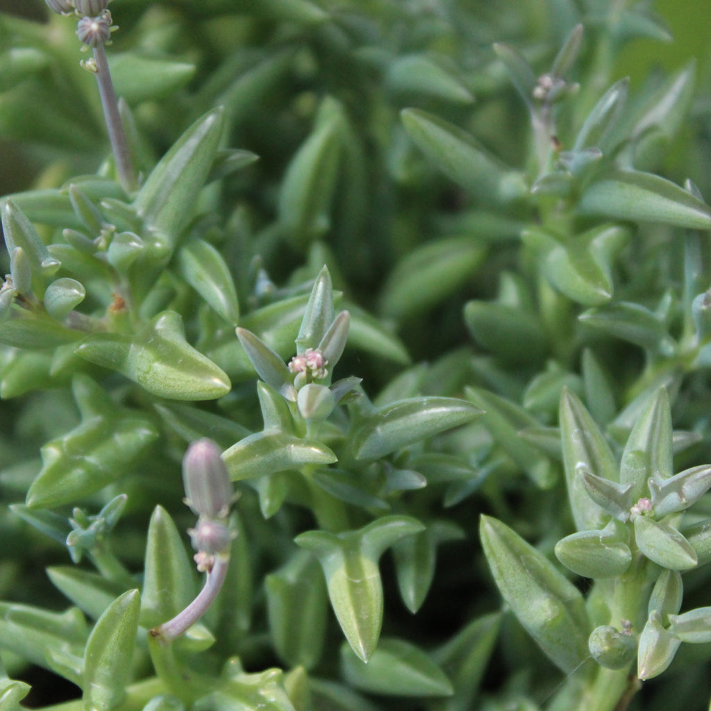 Senecio peregrinus Image