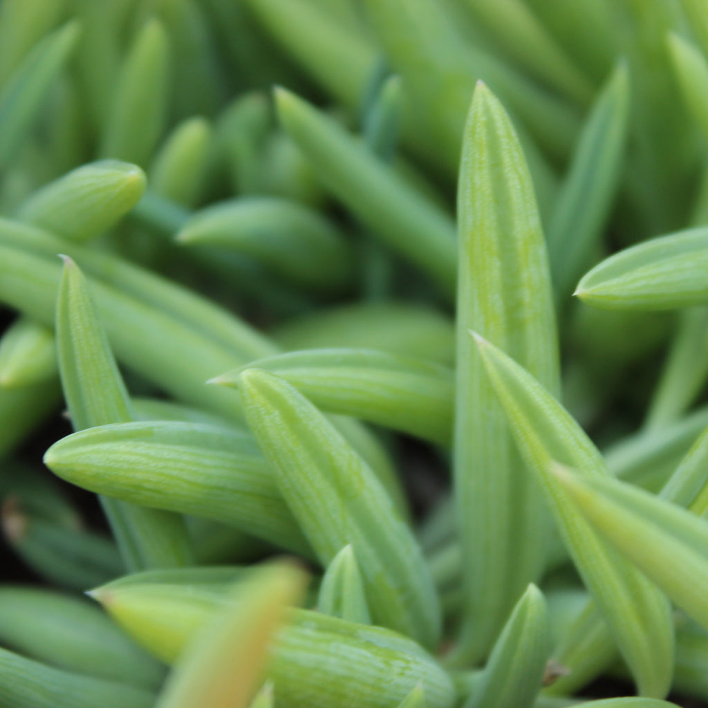 Senecio peregrinus Image
