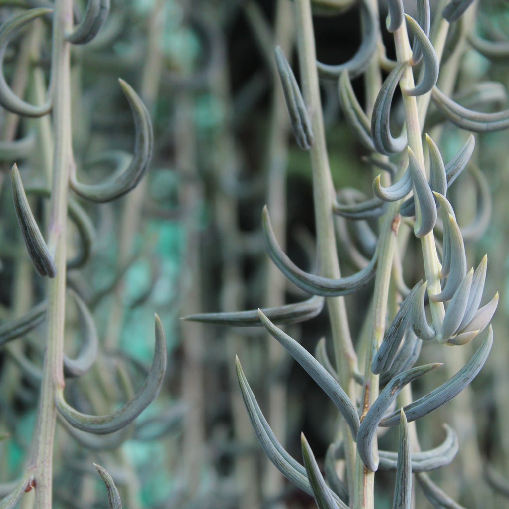 Senecio radicans Image