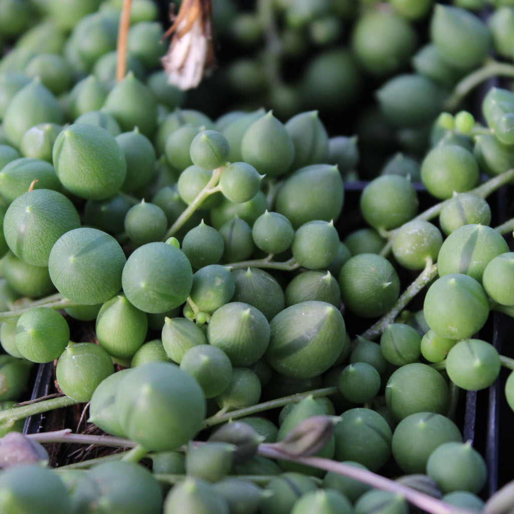Senecio rowleyanus Image