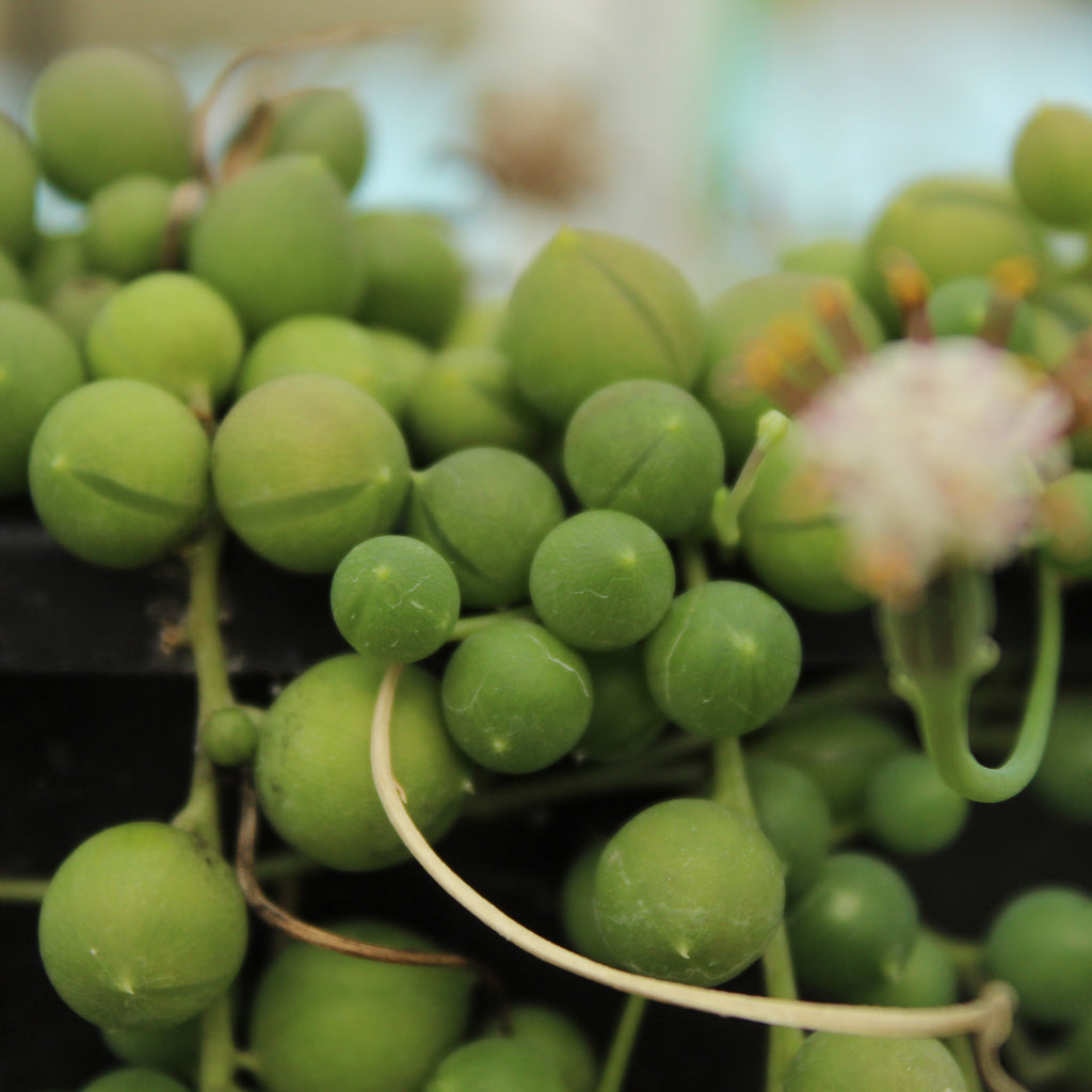 Senecio rowleyanus Image