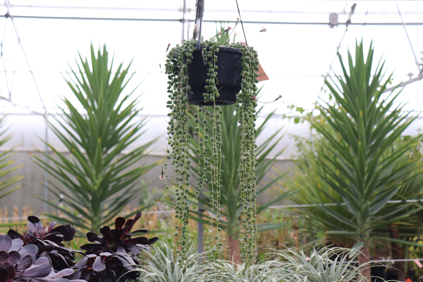 Senecio rowleyanus 4