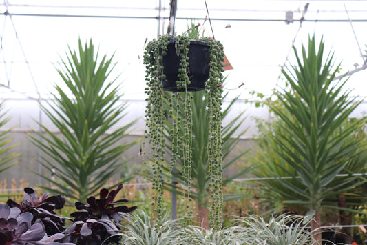 Senecio rowleyanus 4