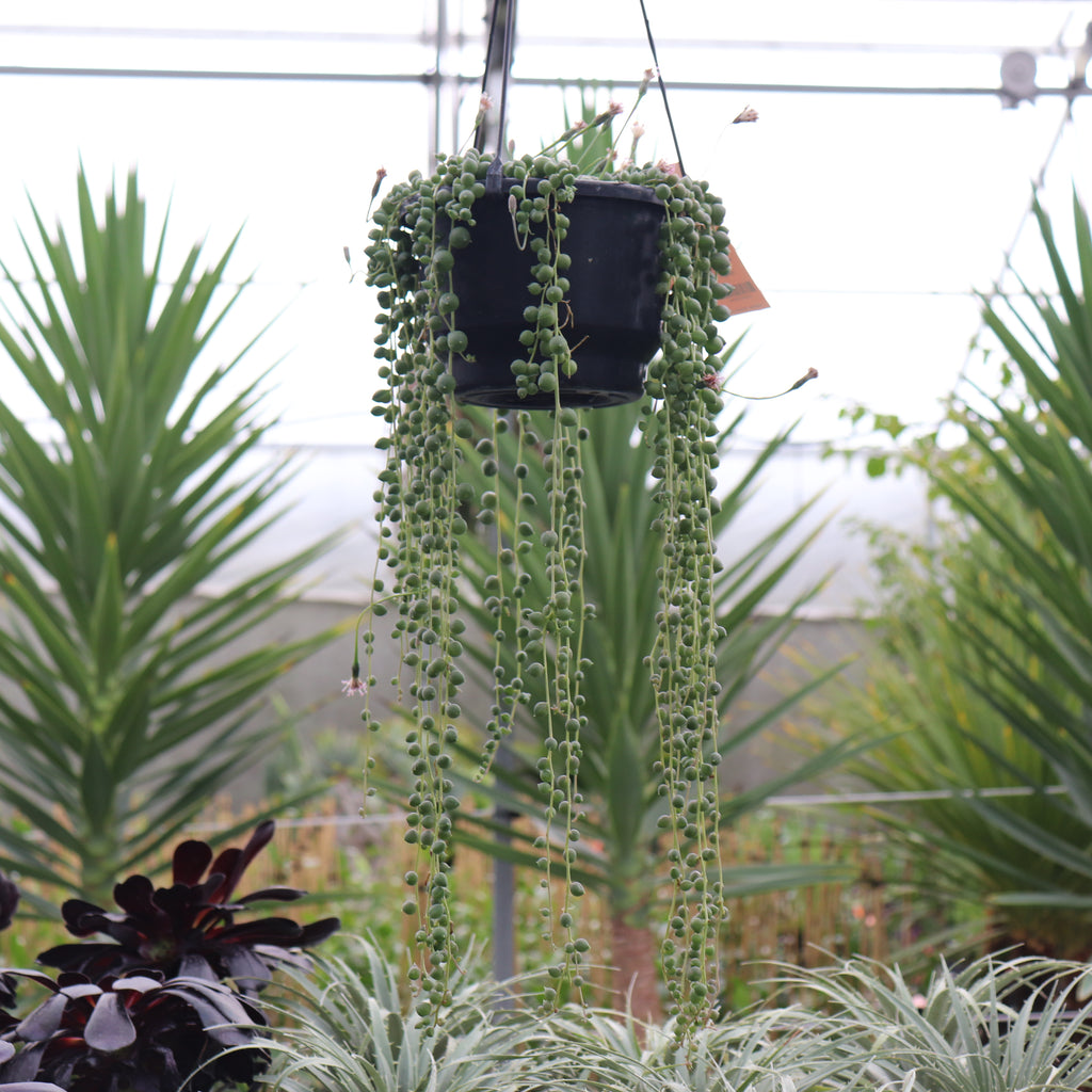 Senecio rowleyanus Image