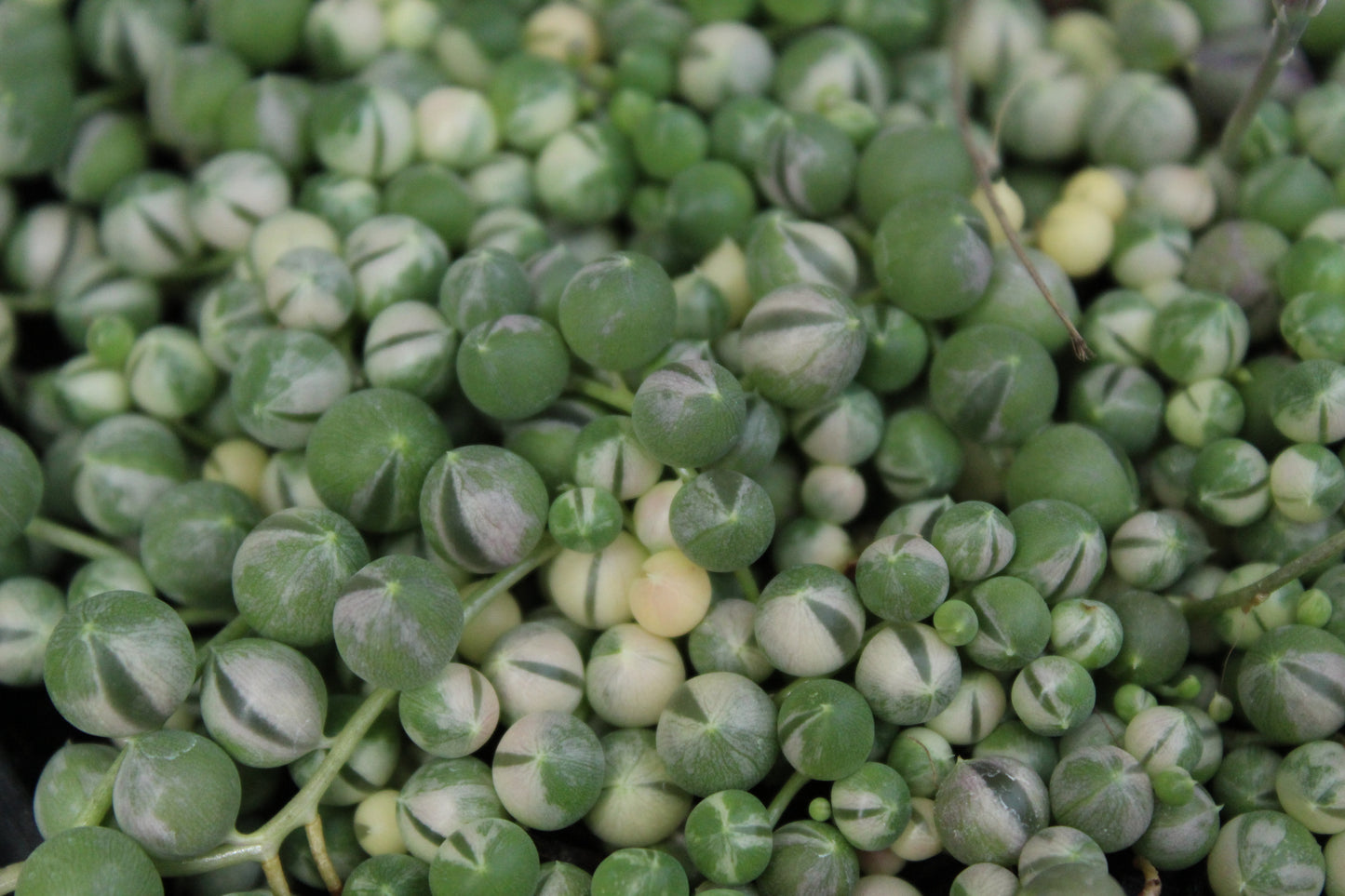 Senecio rowleyanus Variegata