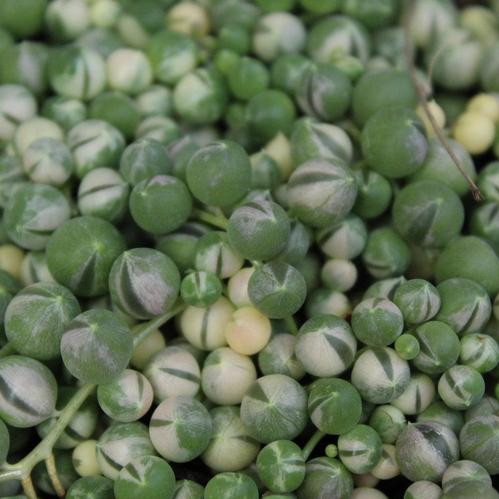 Senecio rowleyanus Variegata Image