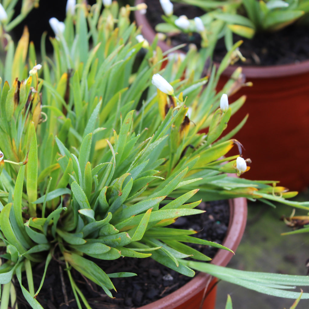 Sisyrinchium snow bells Image