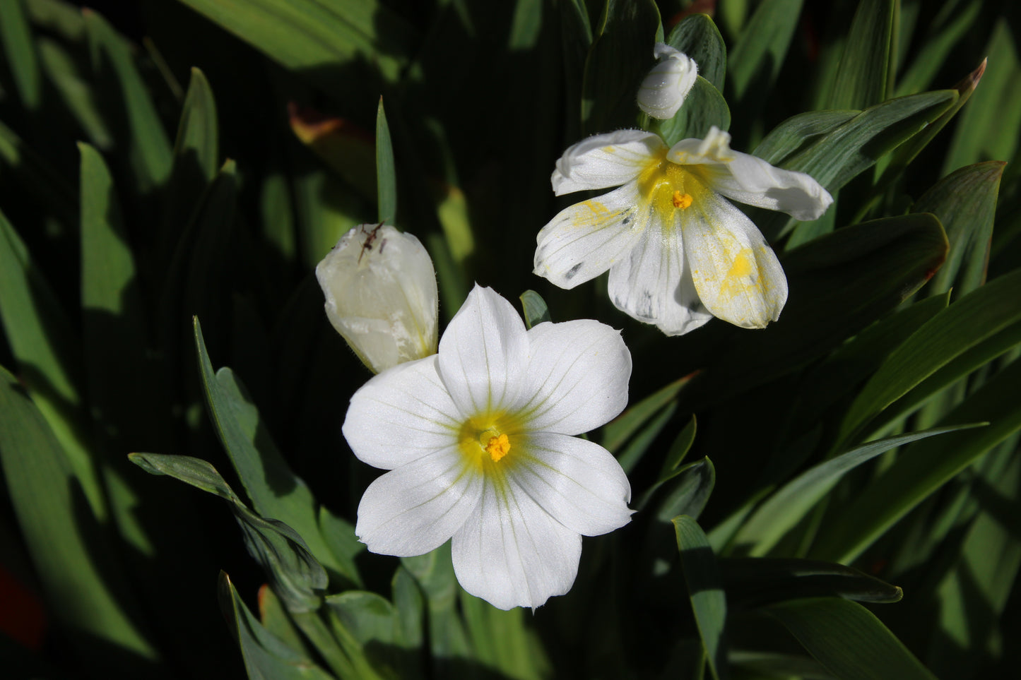 Sisyrinchium snow bells 2