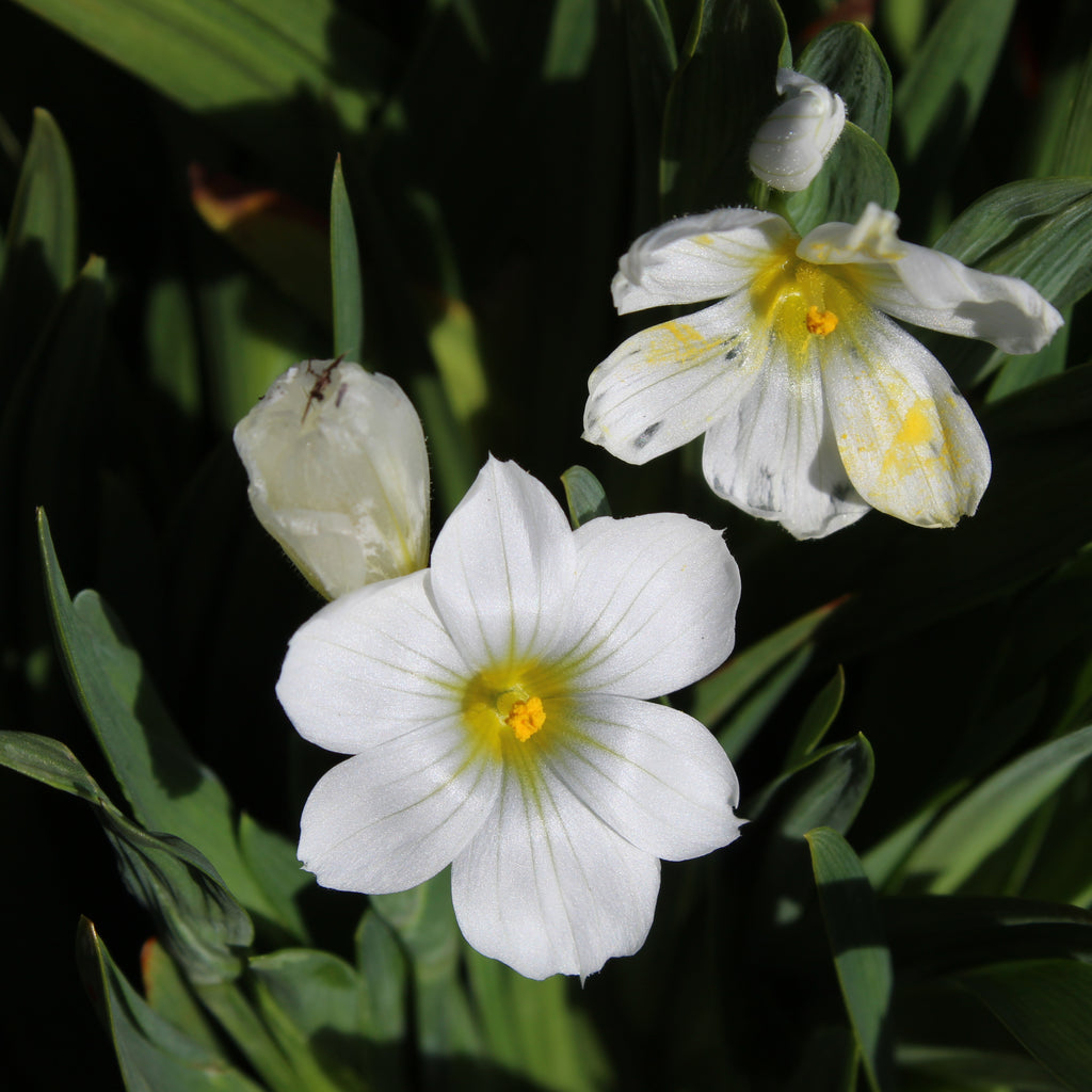 Sisyrinchium snow bells Image