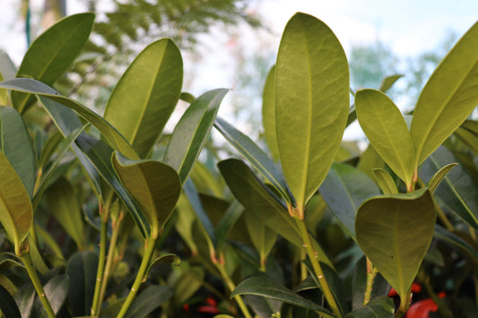 Skimmia c. Kew Green