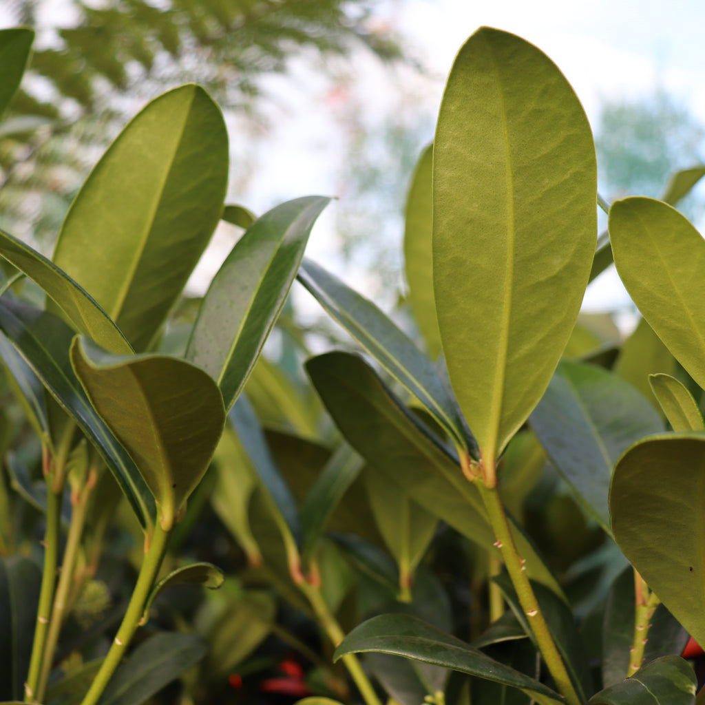 Skimmia c. Kew Green Image
