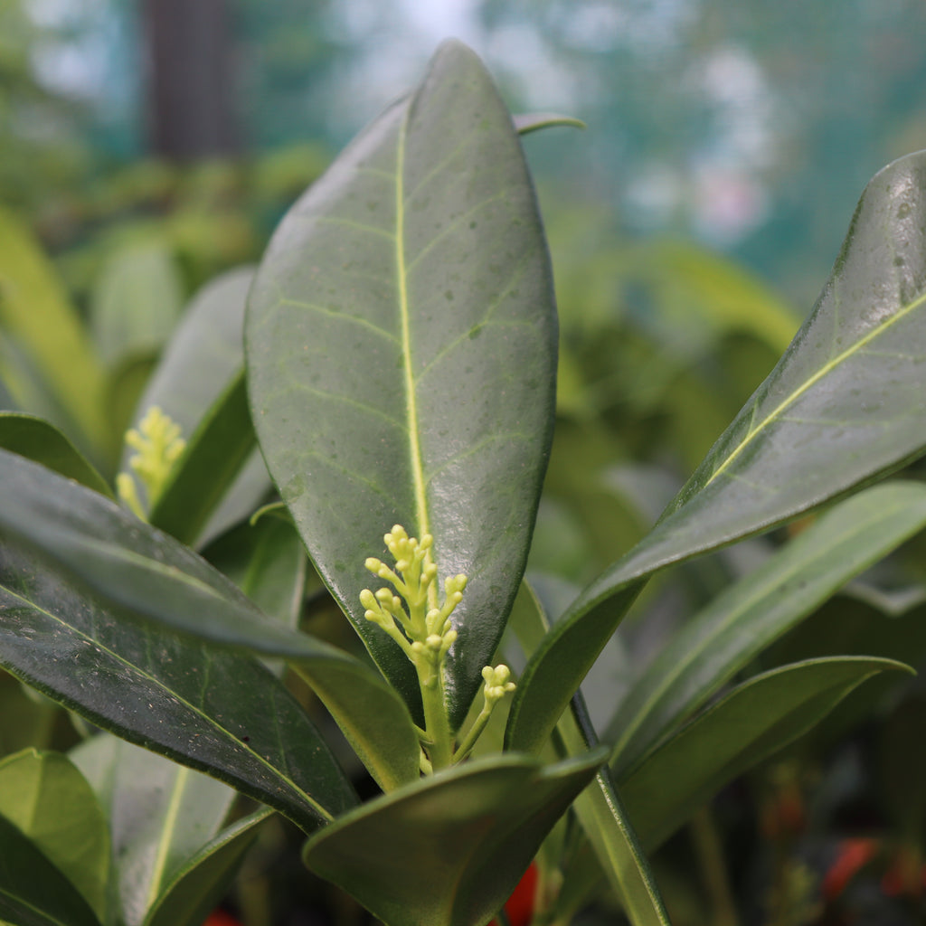 Skimmia c. Kew Green Image