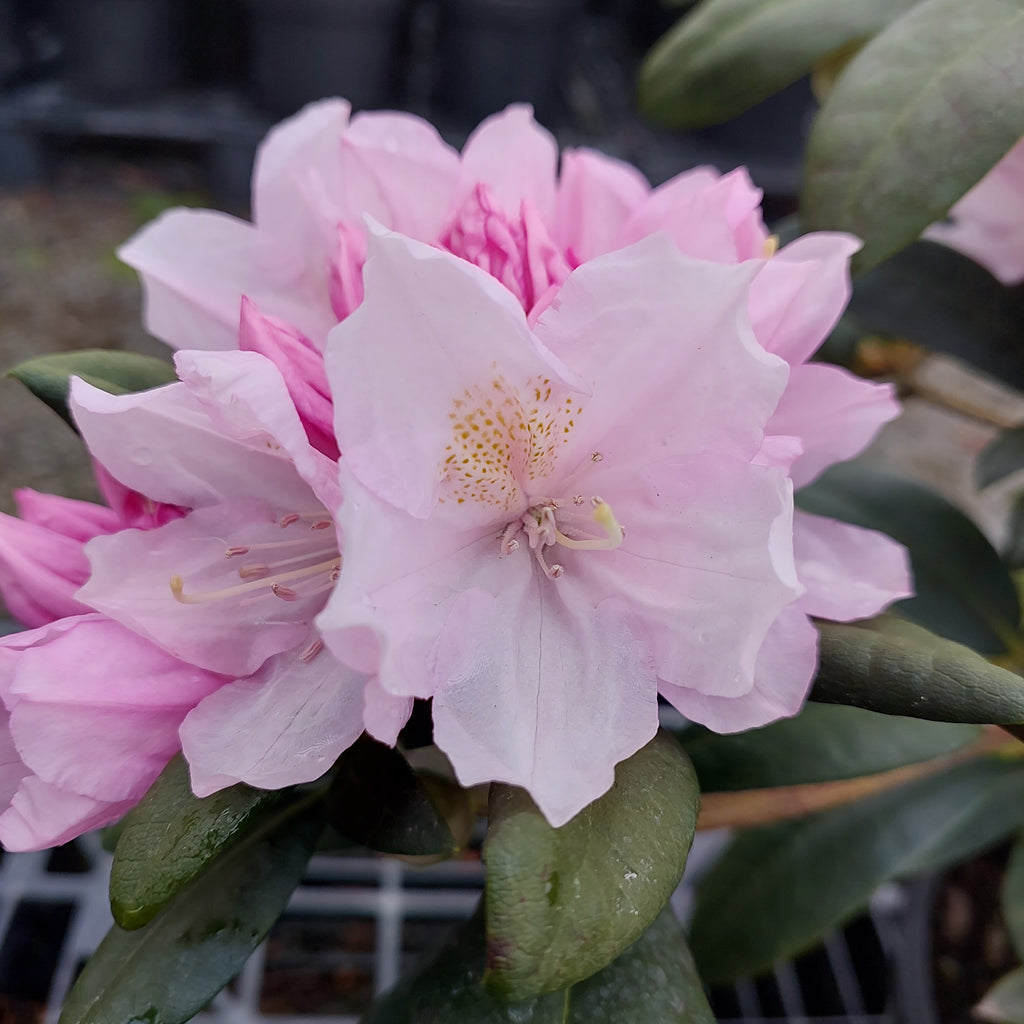 Rhododendron Sneezy Image