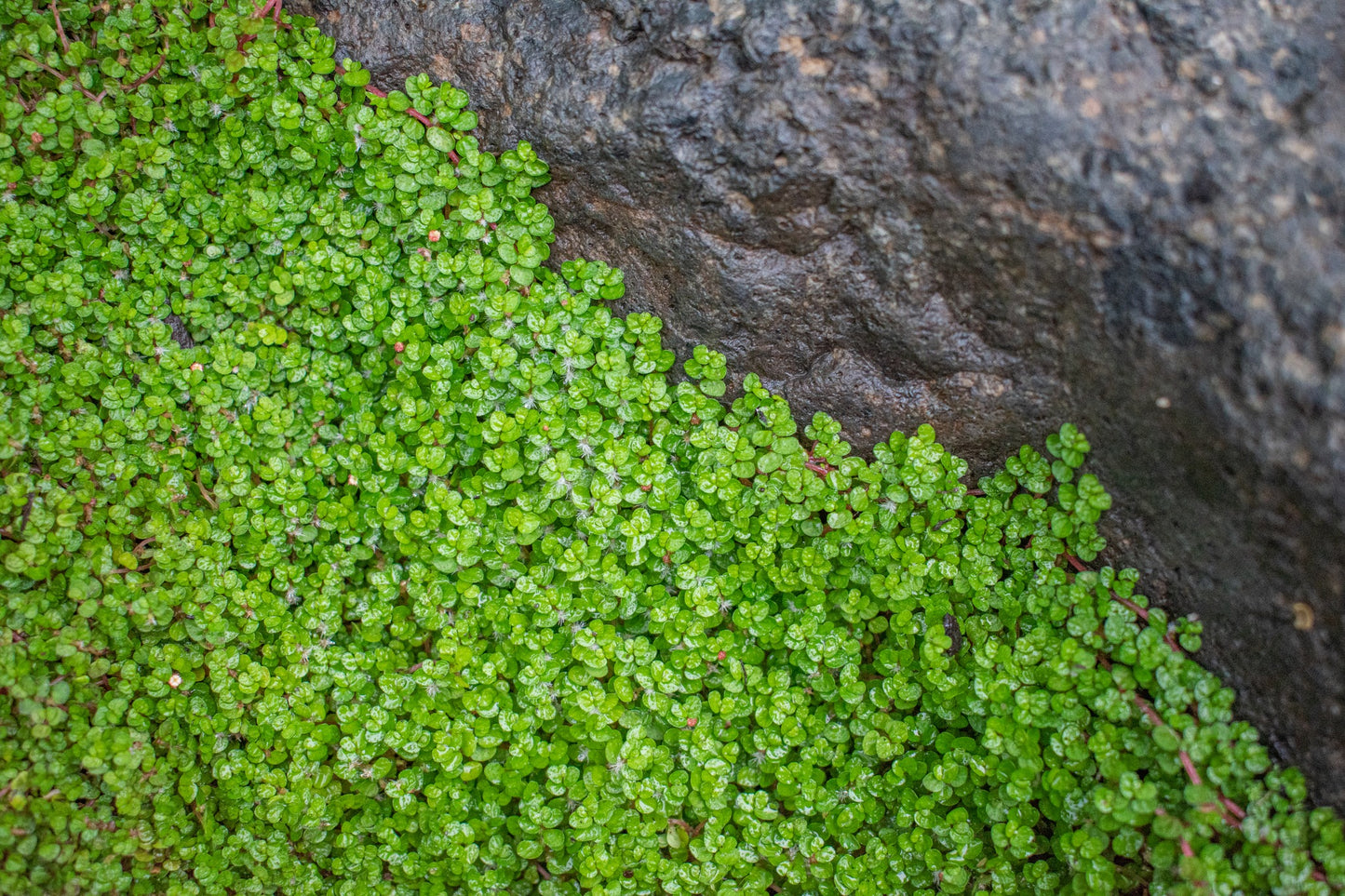 Soleirolia soleirolii 2