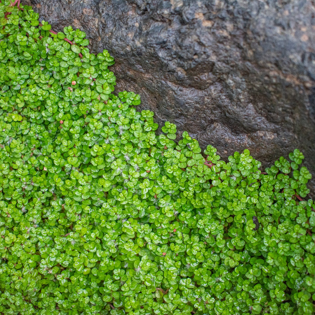 Soleirolia soleirolii Image