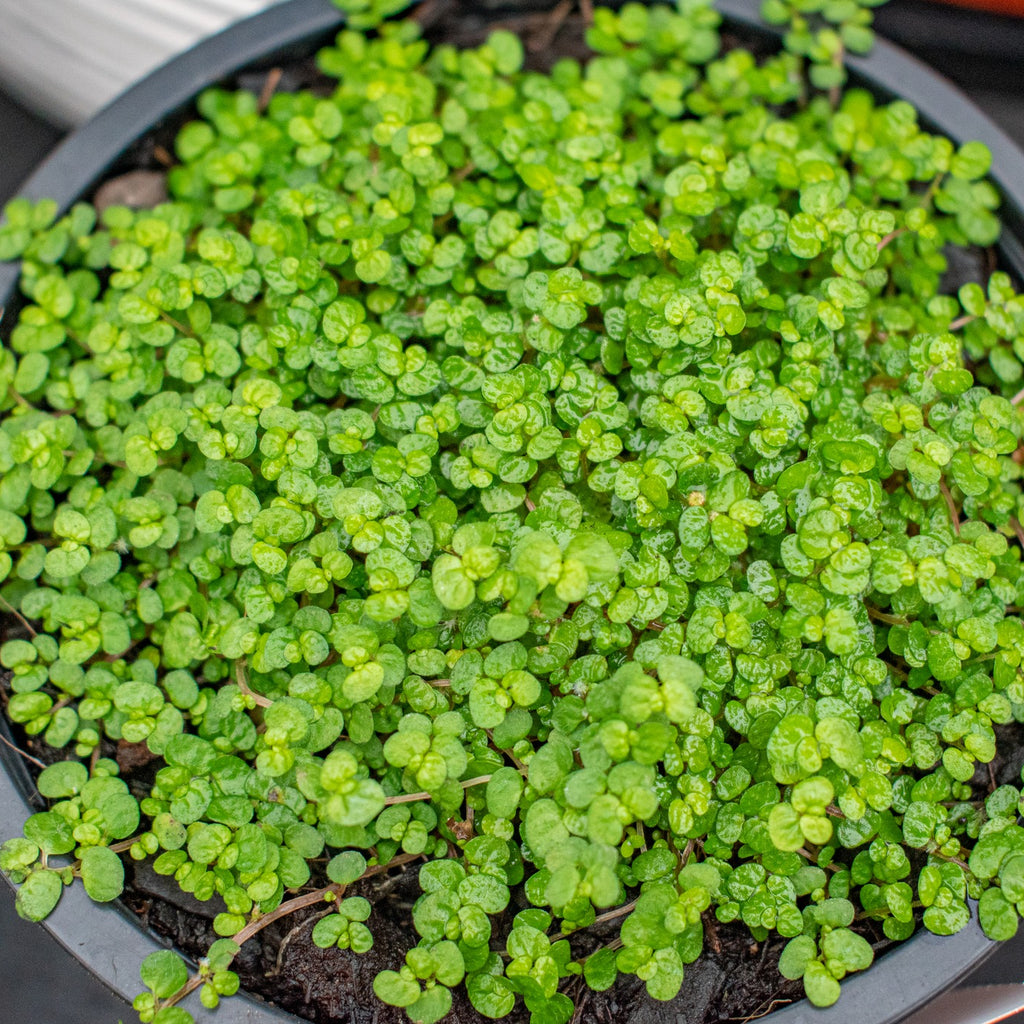 Soleirolia soleirolii Image