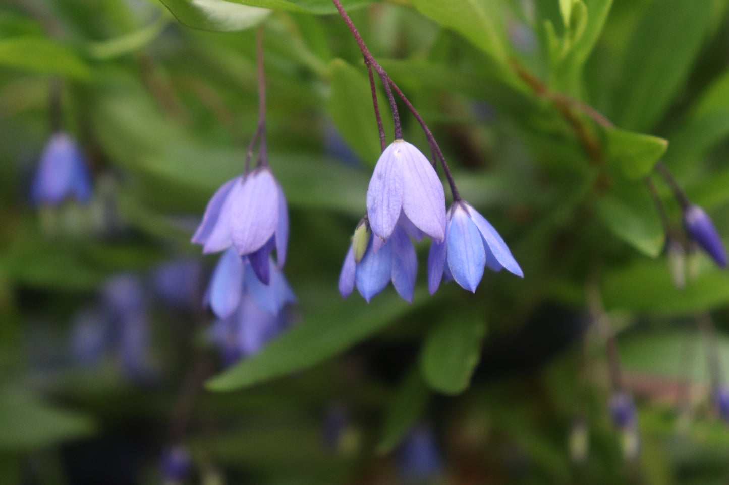 Sollya heterophylla Blue