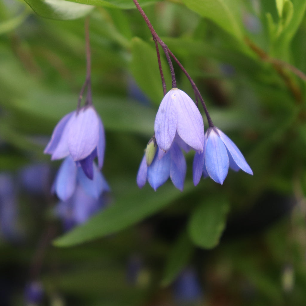 Sollya heterophylla Blue Image