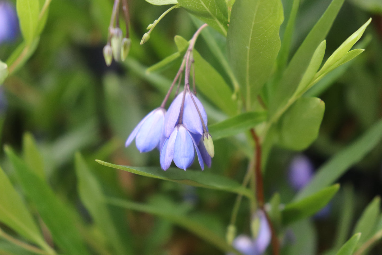 Sollya heterophylla Blue 2