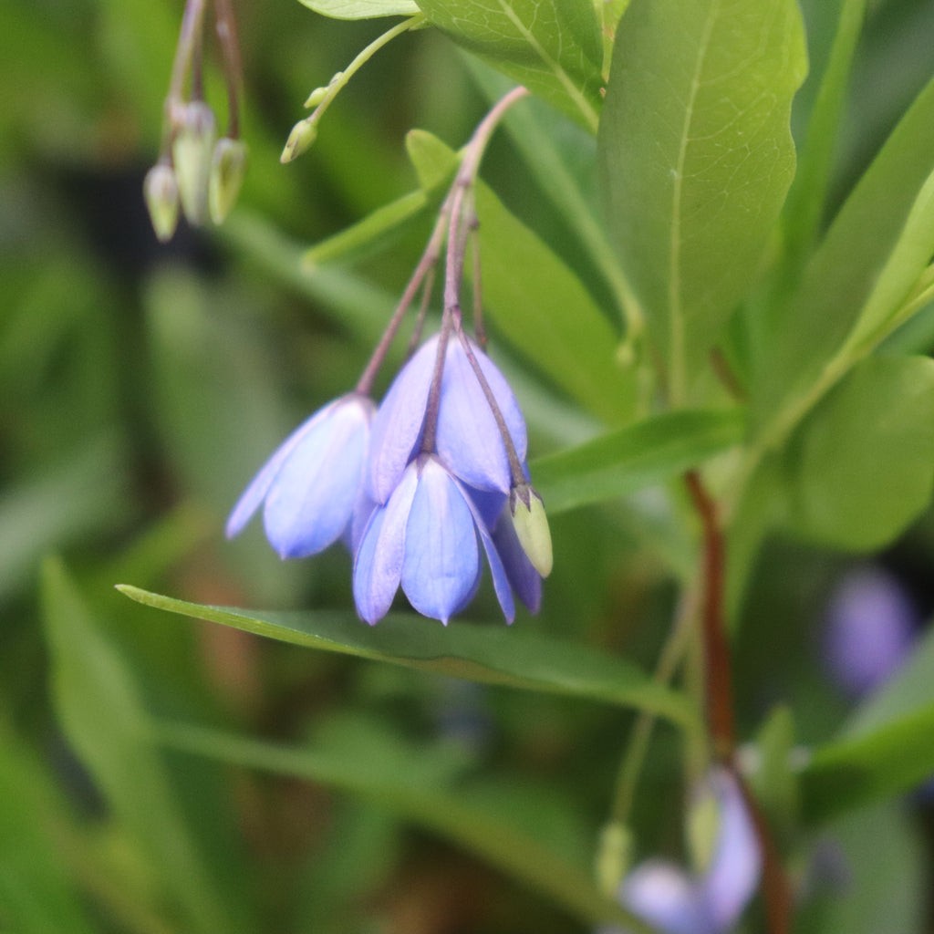 Sollya heterophylla Blue Image