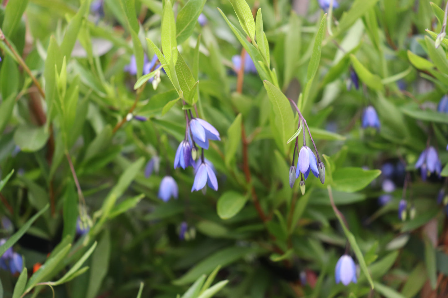 Sollya heterophylla Blue 3