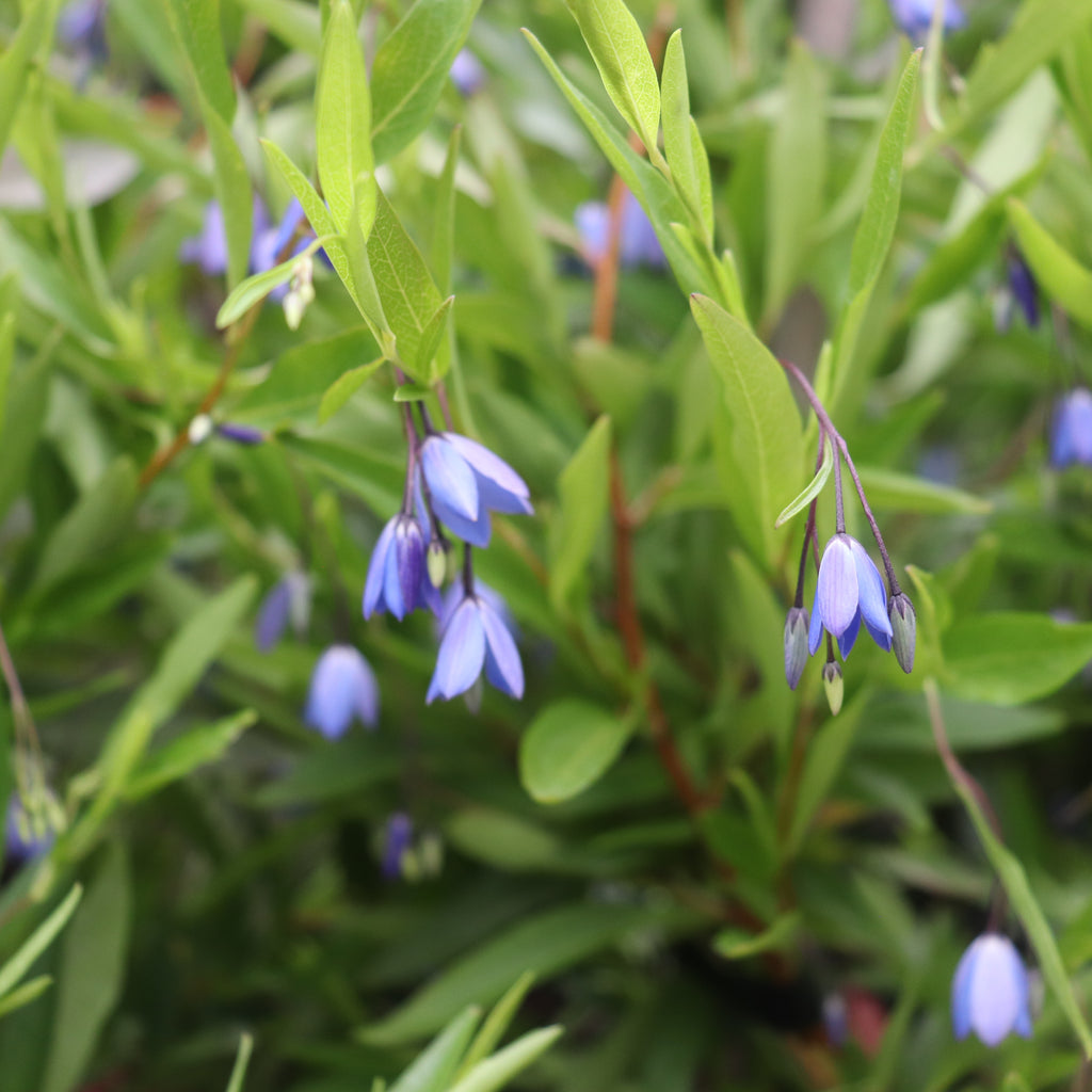 Sollya heterophylla Blue Image