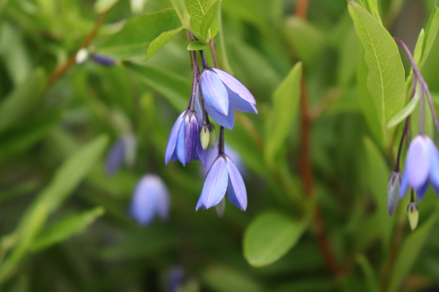 Sollya heterophylla Blue 4