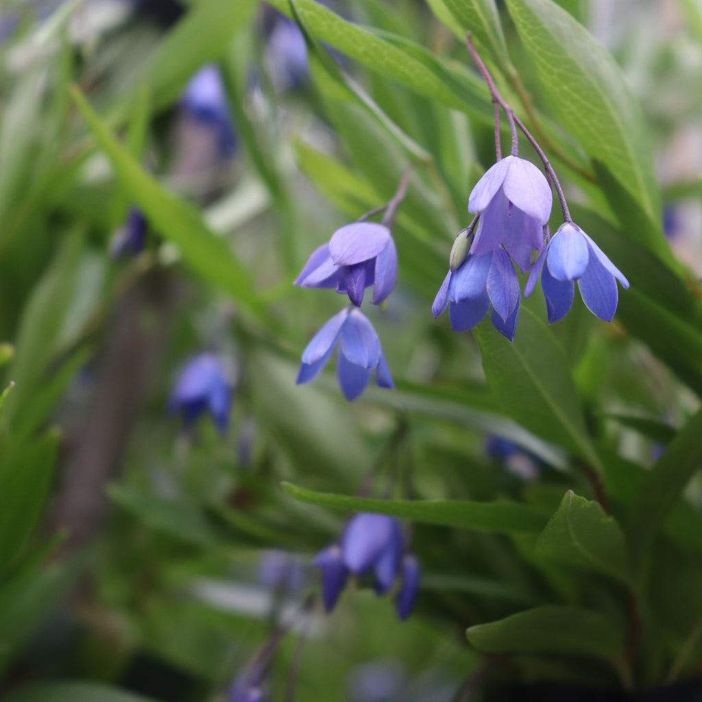 Sollya heterophylla Blue Image
