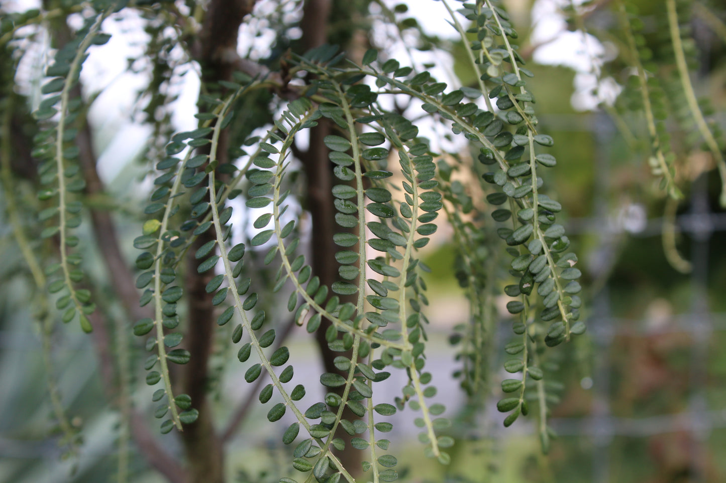 Sophora microphylla 2