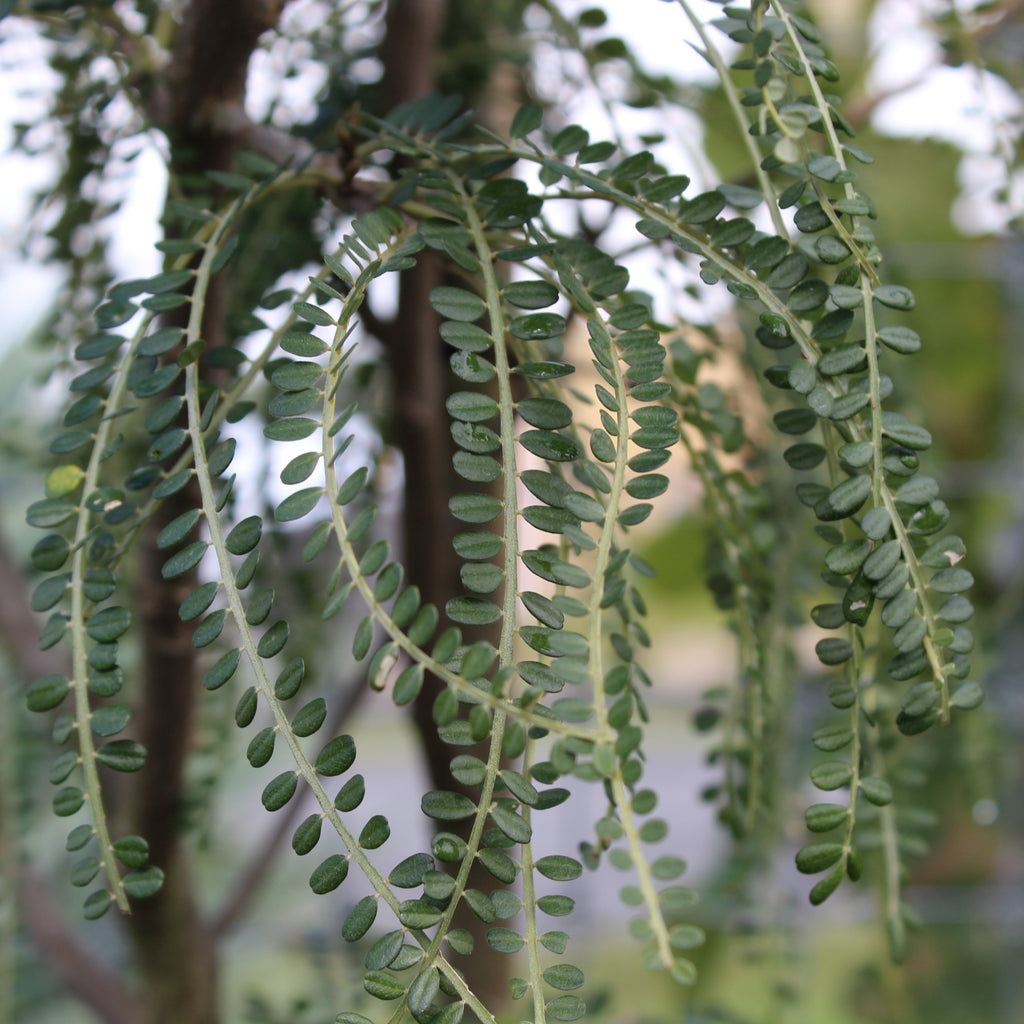 Sophora microphylla Image