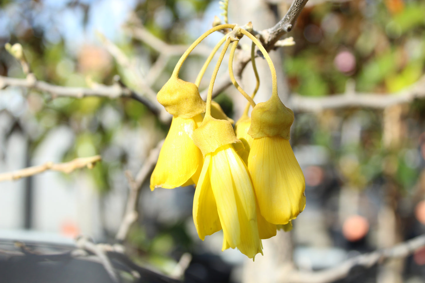 Sophora microphylla 4