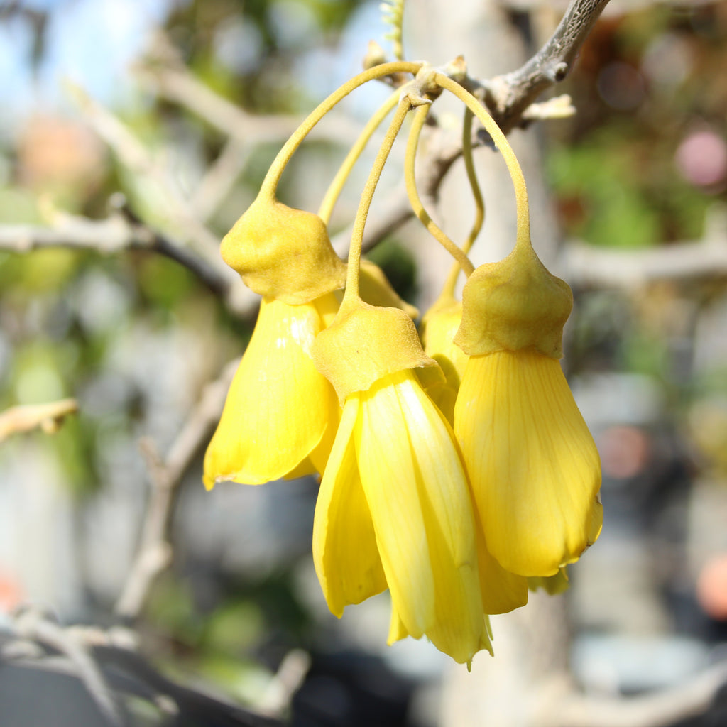 Sophora microphylla Image