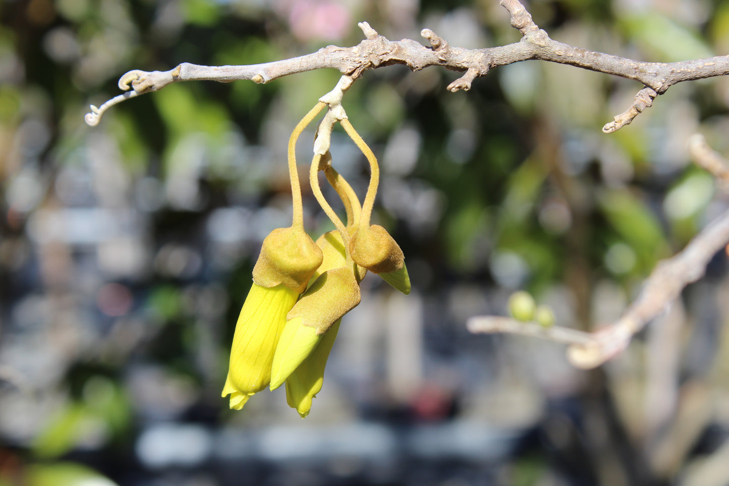 Sophora microphylla flower