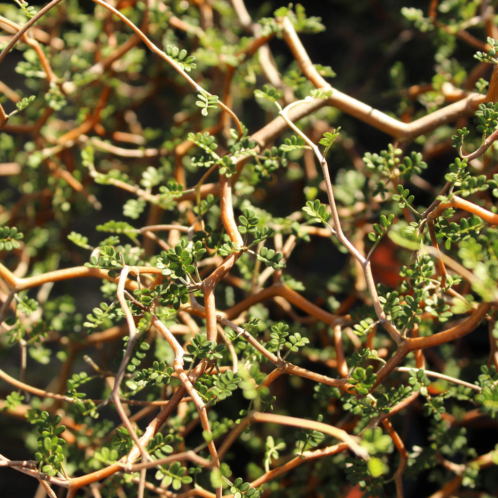 Sophora prostrata Image