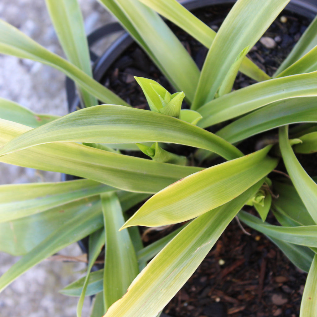 Speirantha gardenii Image