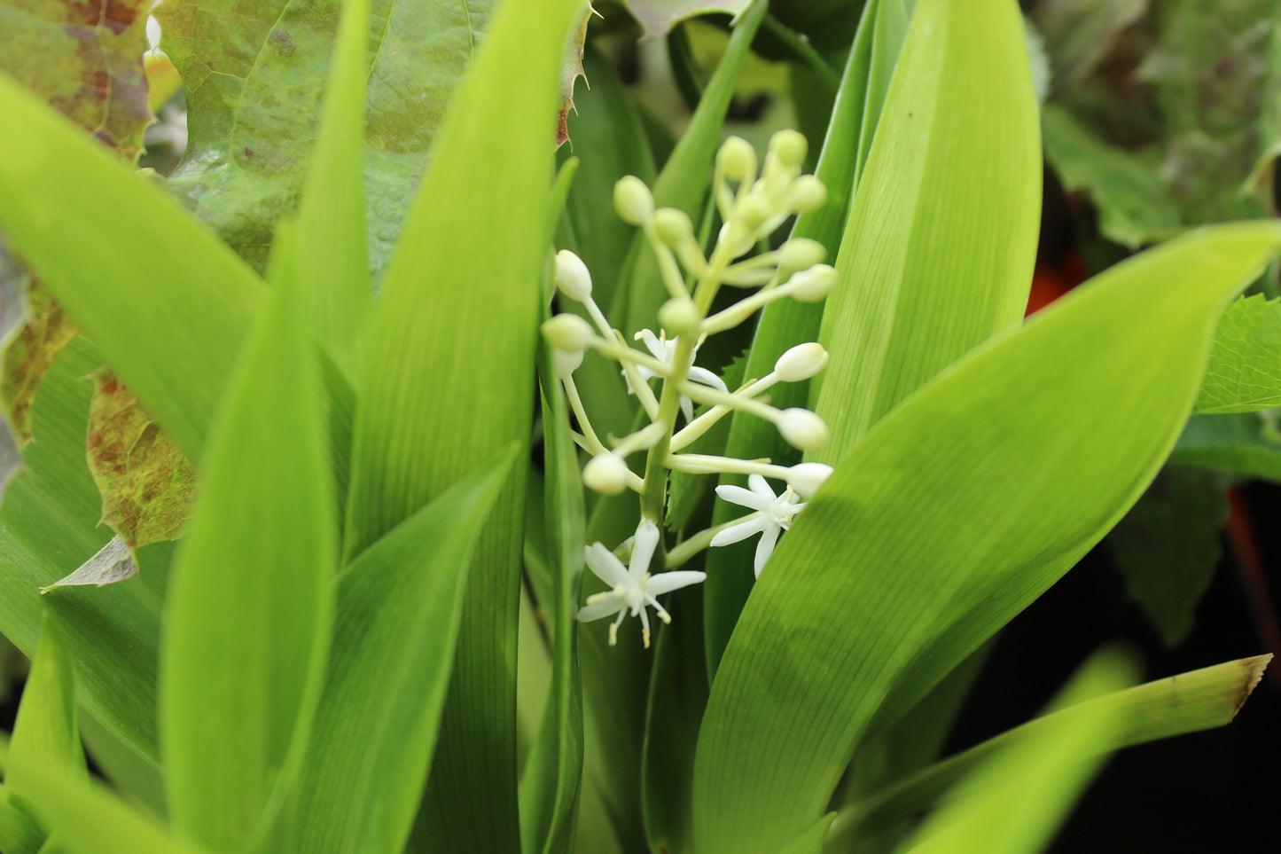 Speirantha gardenii 2