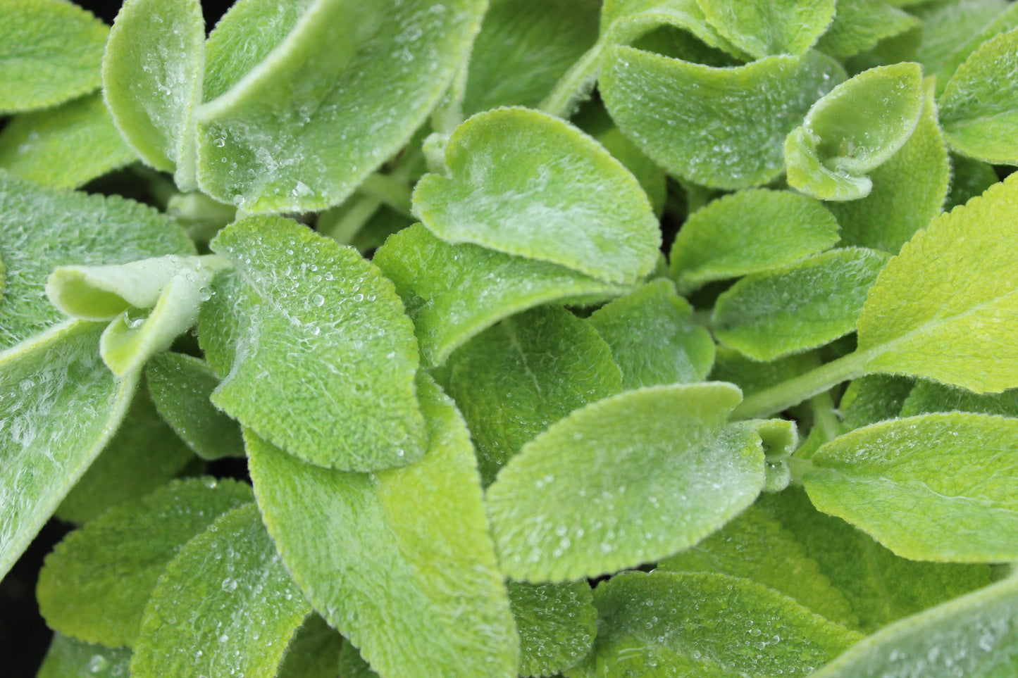 Stachys byzantina Limelight