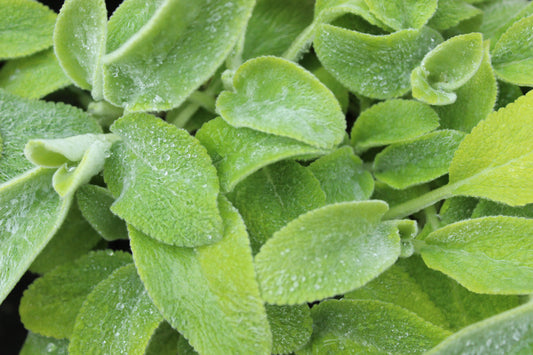 Stachys byzantina Limelight