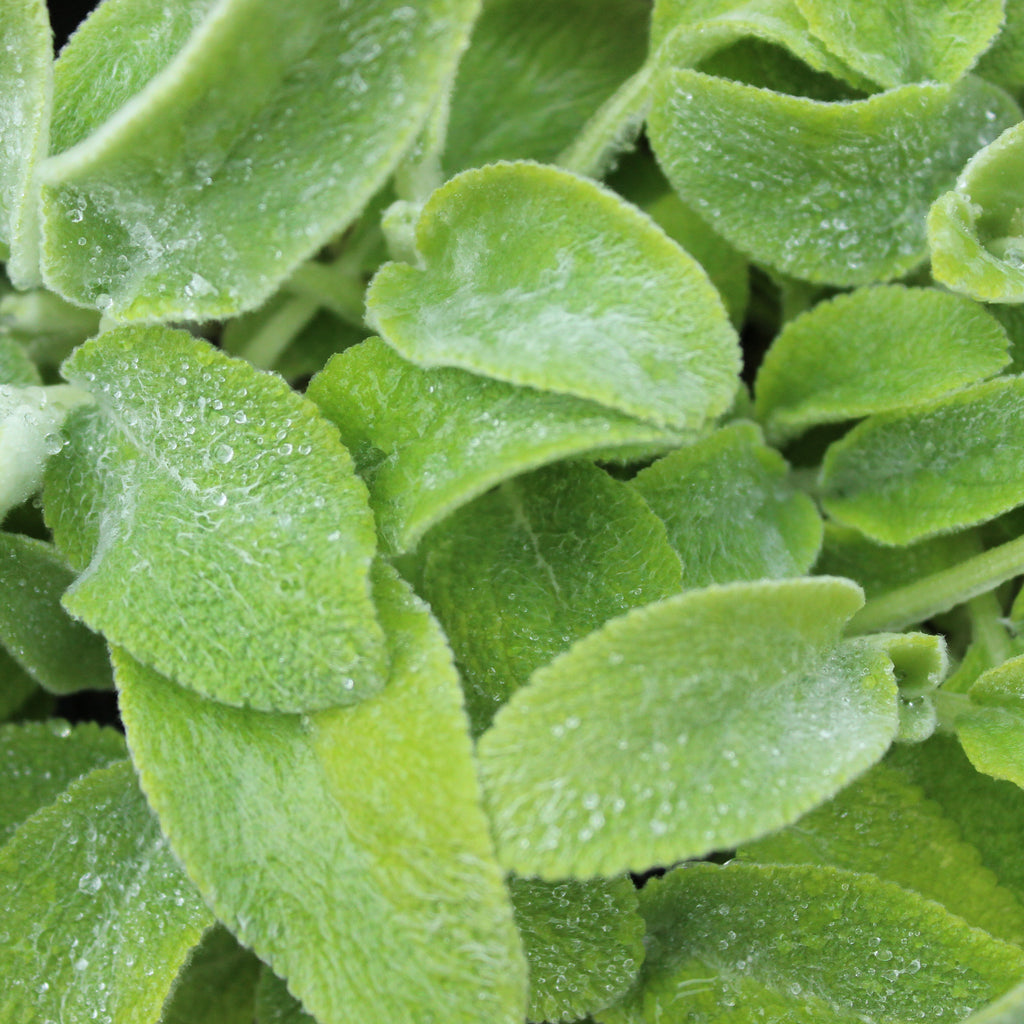 Stachys byzantina Limelight Image